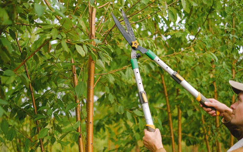 Tree trimming in Pennsville, NJ